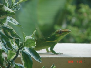 lizard_balcony 001