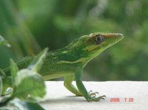 lizard_balcony 002